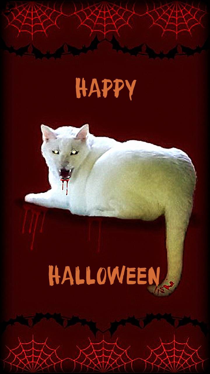 Halloween Evil Cat wallpaper by .zedge.net