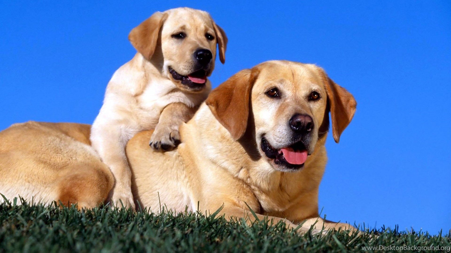 Puppies And Mom Dog Wallpaper HD .desktopbackground.org