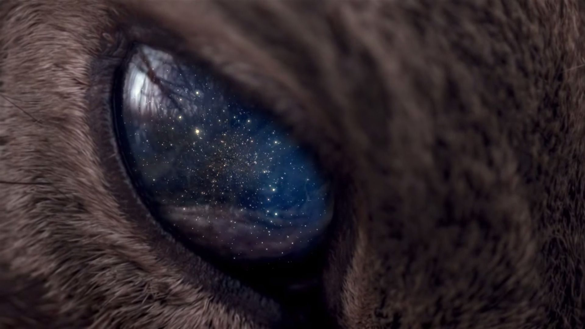 universe, Space, Stars, Animals, Eyes .wallup.net