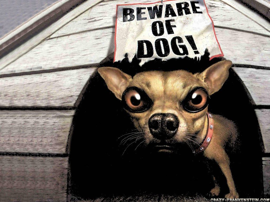 Crazy Dogs Wallpapers - Wallpaper Cave