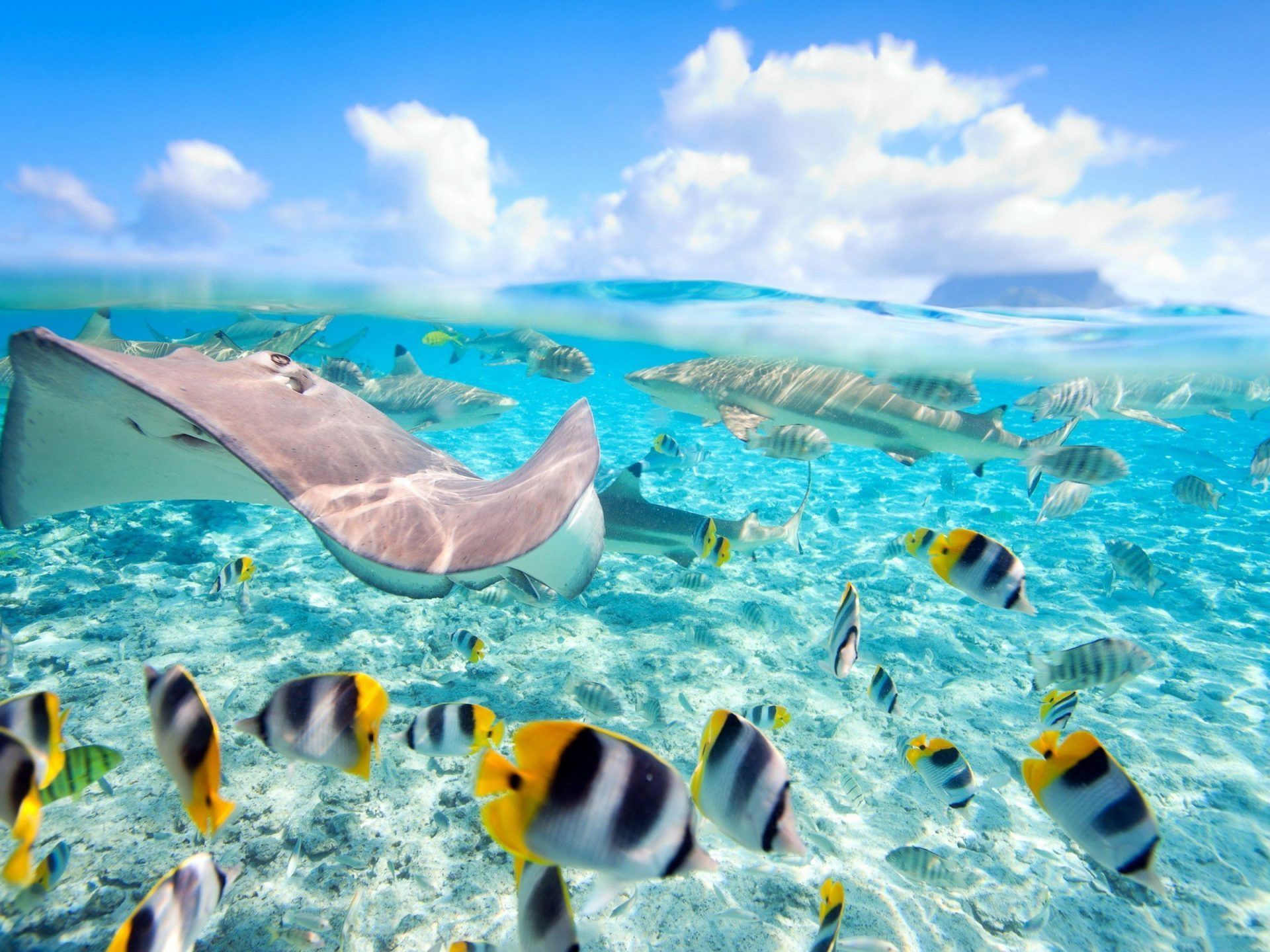 Hawaii Exotic Fish Crystal Clear Water .wallpaper13.com