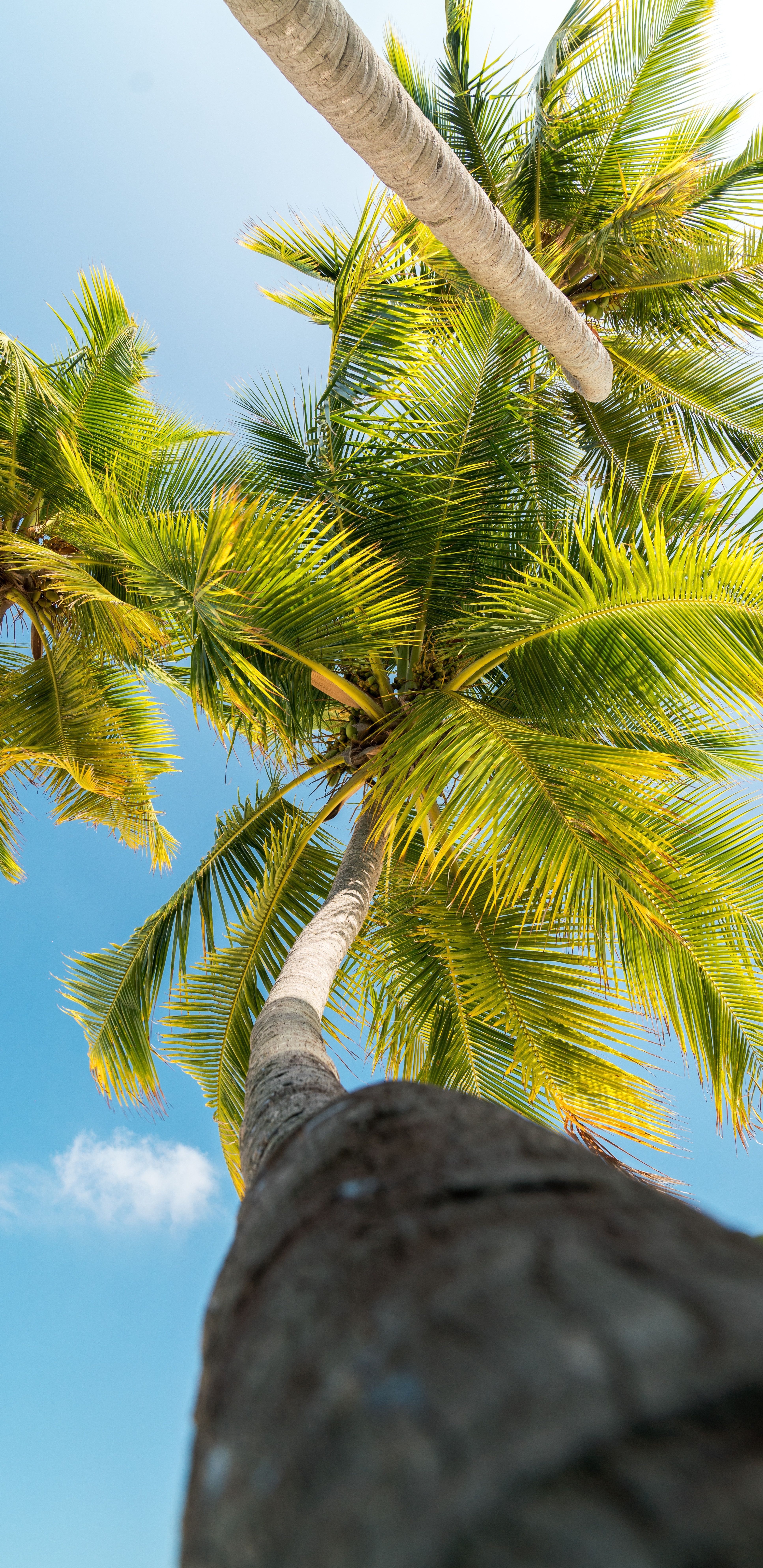 Tropical wallpaper, Palm trees .com