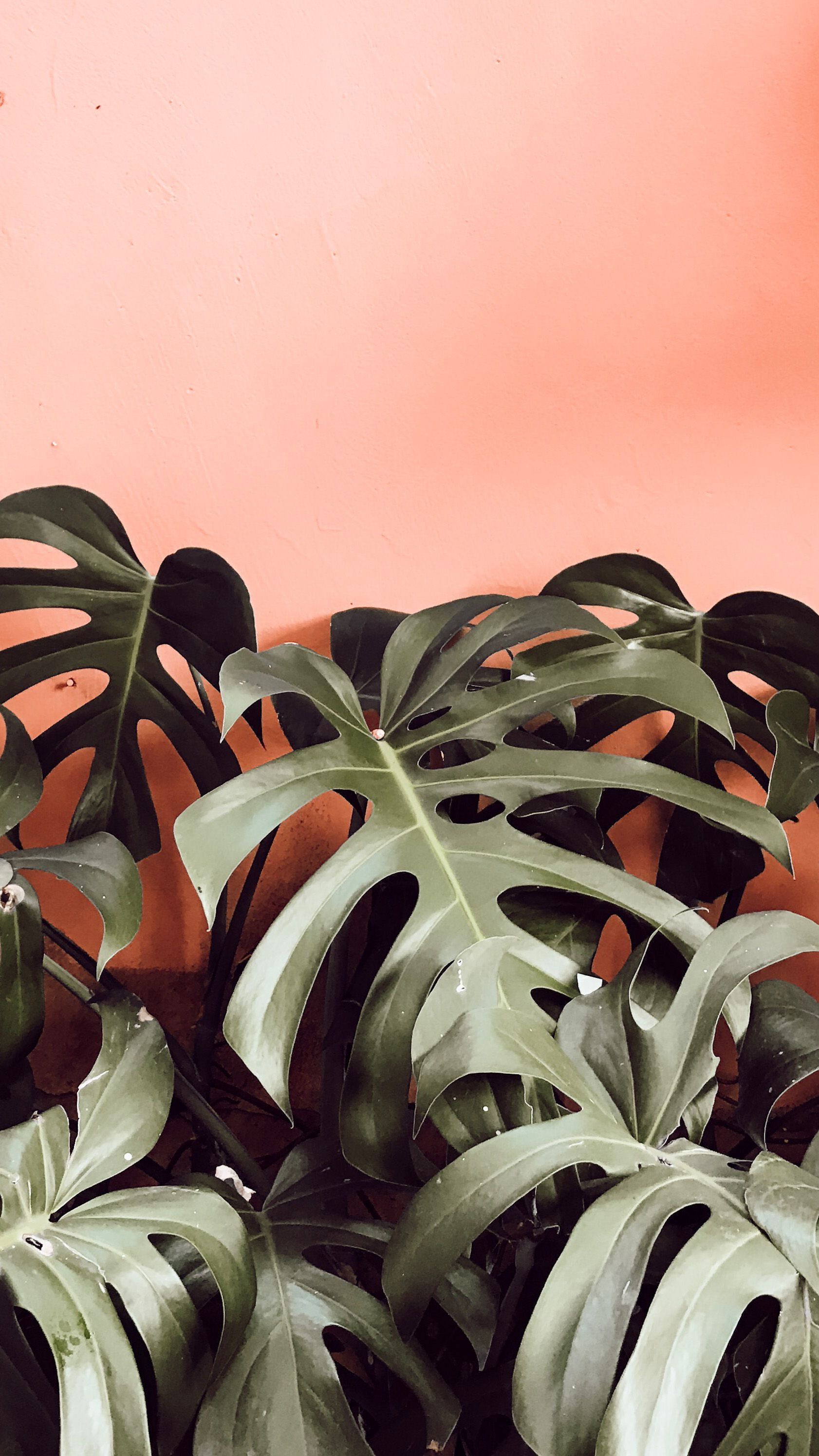 Contraste verde e coral (criado por. Plant wallpaper, Tropical wallpaper, Plant background