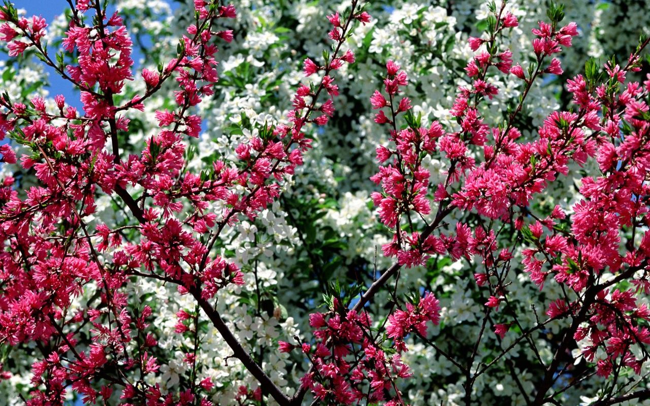 Free download Desktop Background 70 Colourful Photo of Spring Star of Facts [1280x800] for your Desktop, Mobile & Tablet. Explore Victorian Spring Wallpaper. Victorian Desktop Wallpaper, Free Victorian Wallpaper