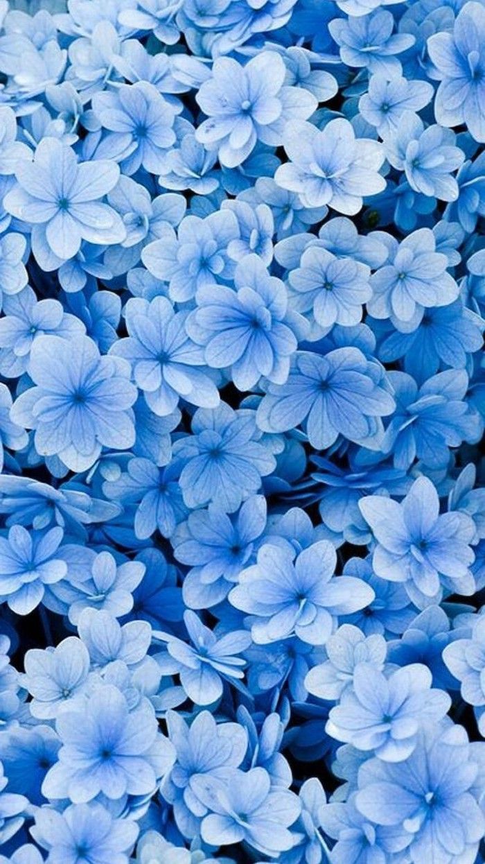 blue flowers, floral phone wallpaper