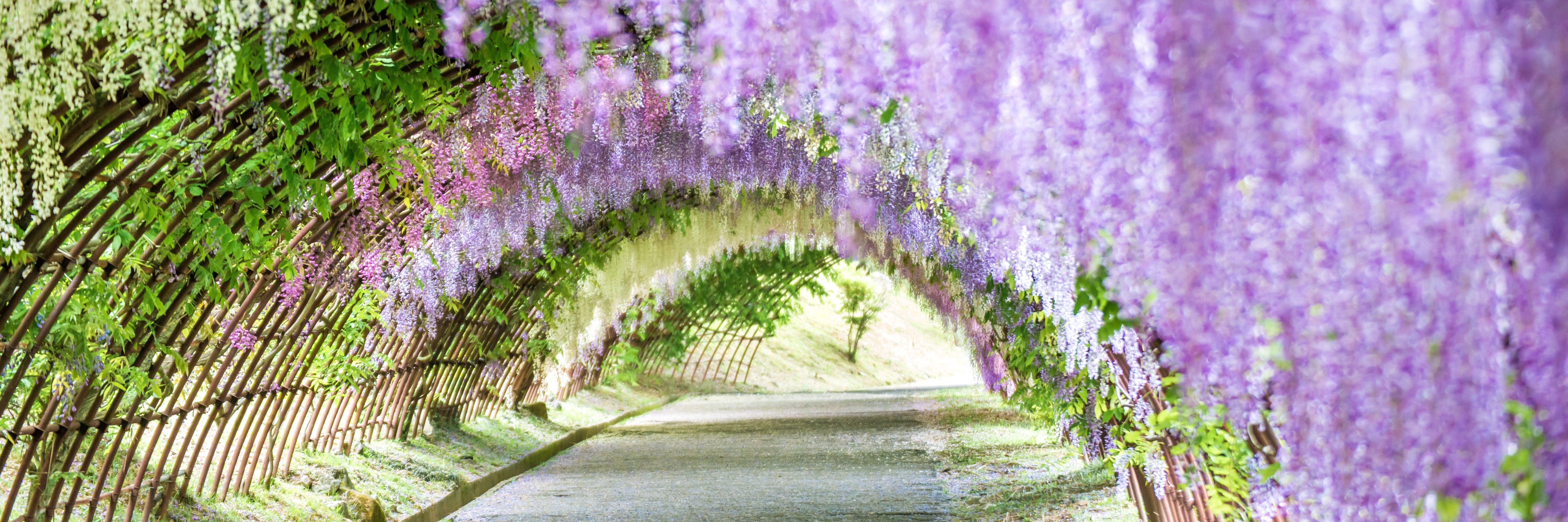 Spring Flower Picture from Around the World. Condé Nast Traveler