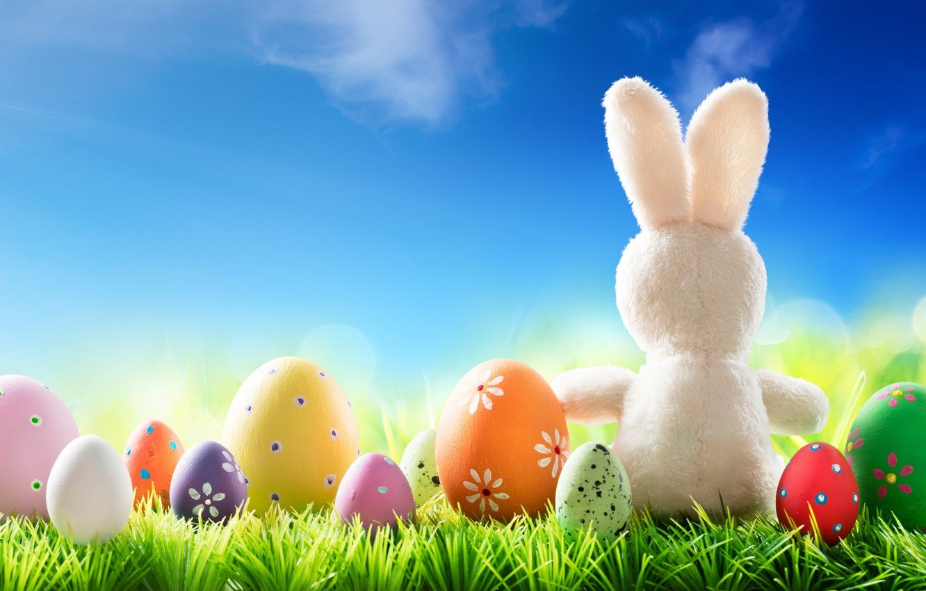 Wallpaper grass, the sun, flowers .goodfon.com