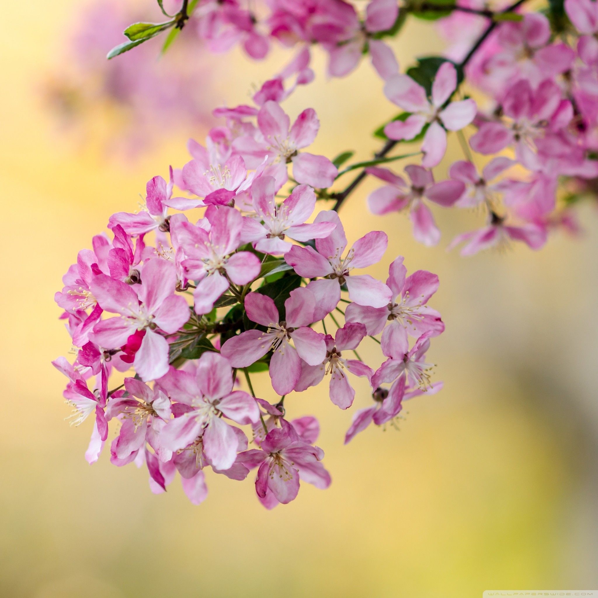Cute Spring Tree Blossom HD Desktop Wallpaper Widescreen Wallpaper For iPad Air 2
