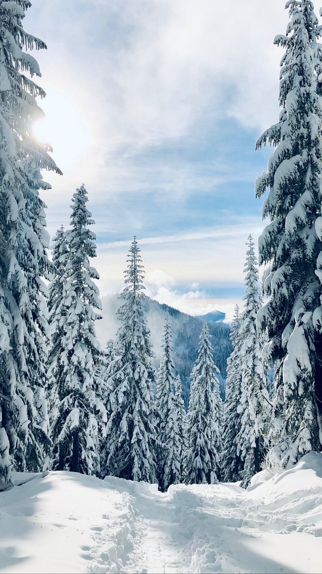 Forest Winter Snow Wallpaper - [1080x1920]