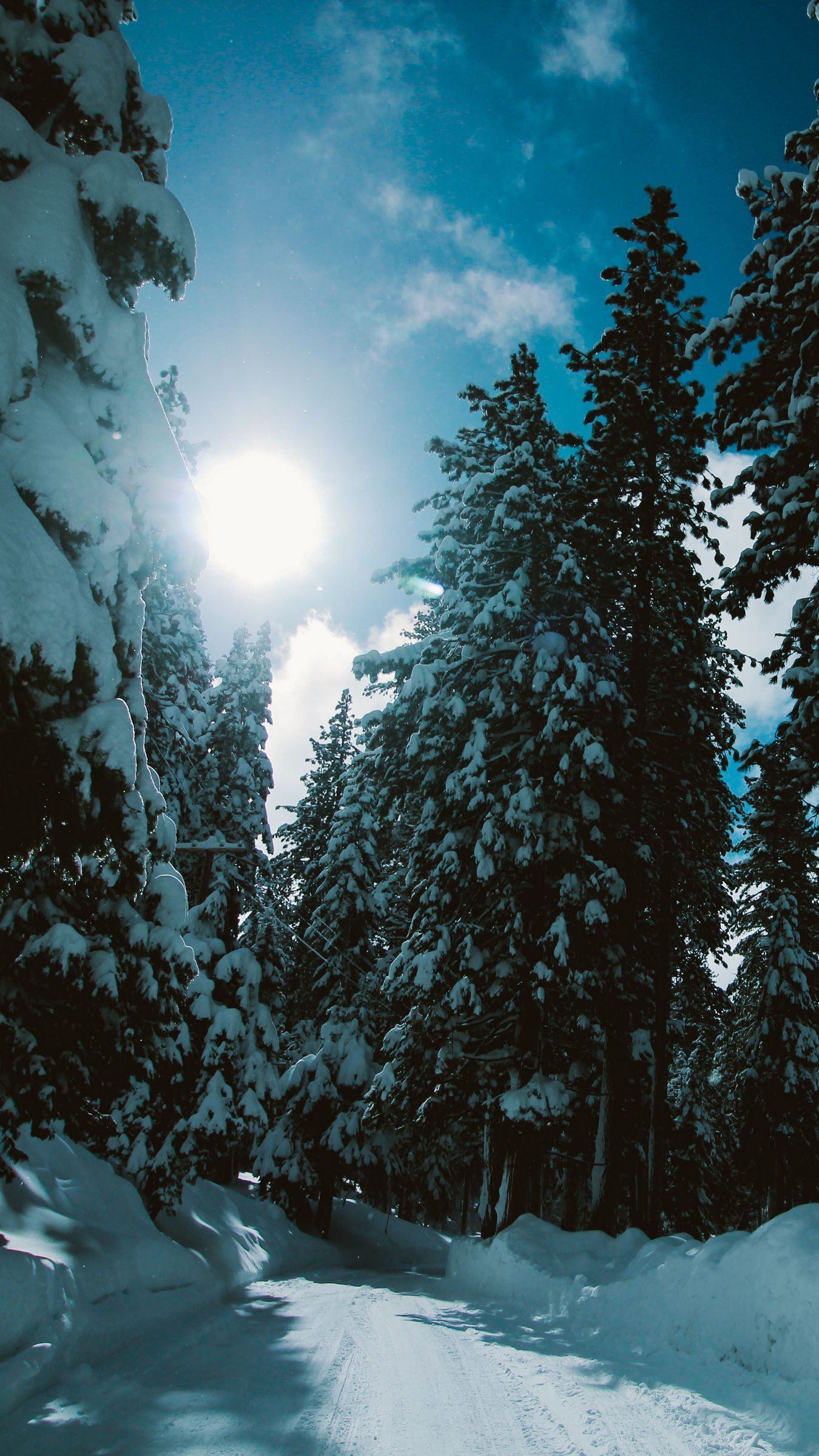 iPhone Winter Forest Wallpaper .naturezwallpaper.blogspot.com