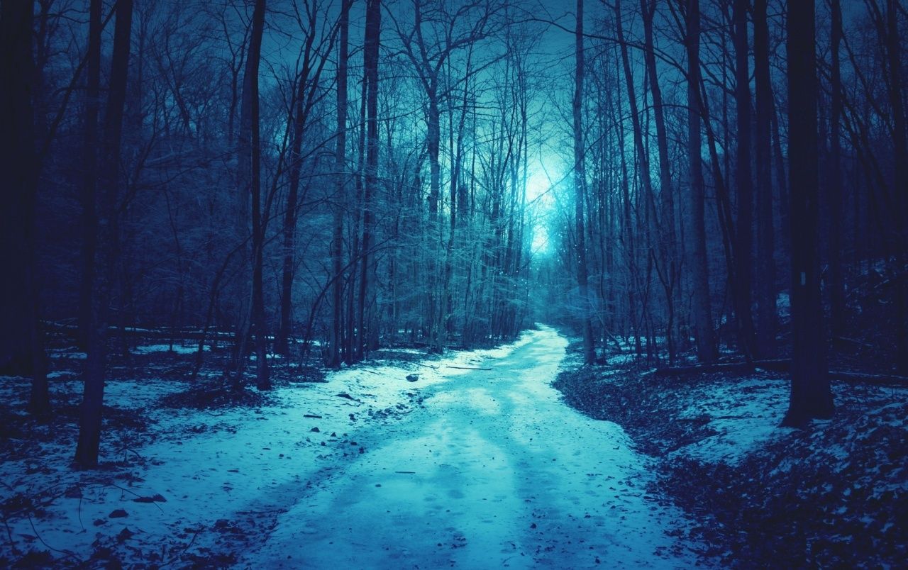 Blue Forest Winter wallpaper. Blue Forest Winter