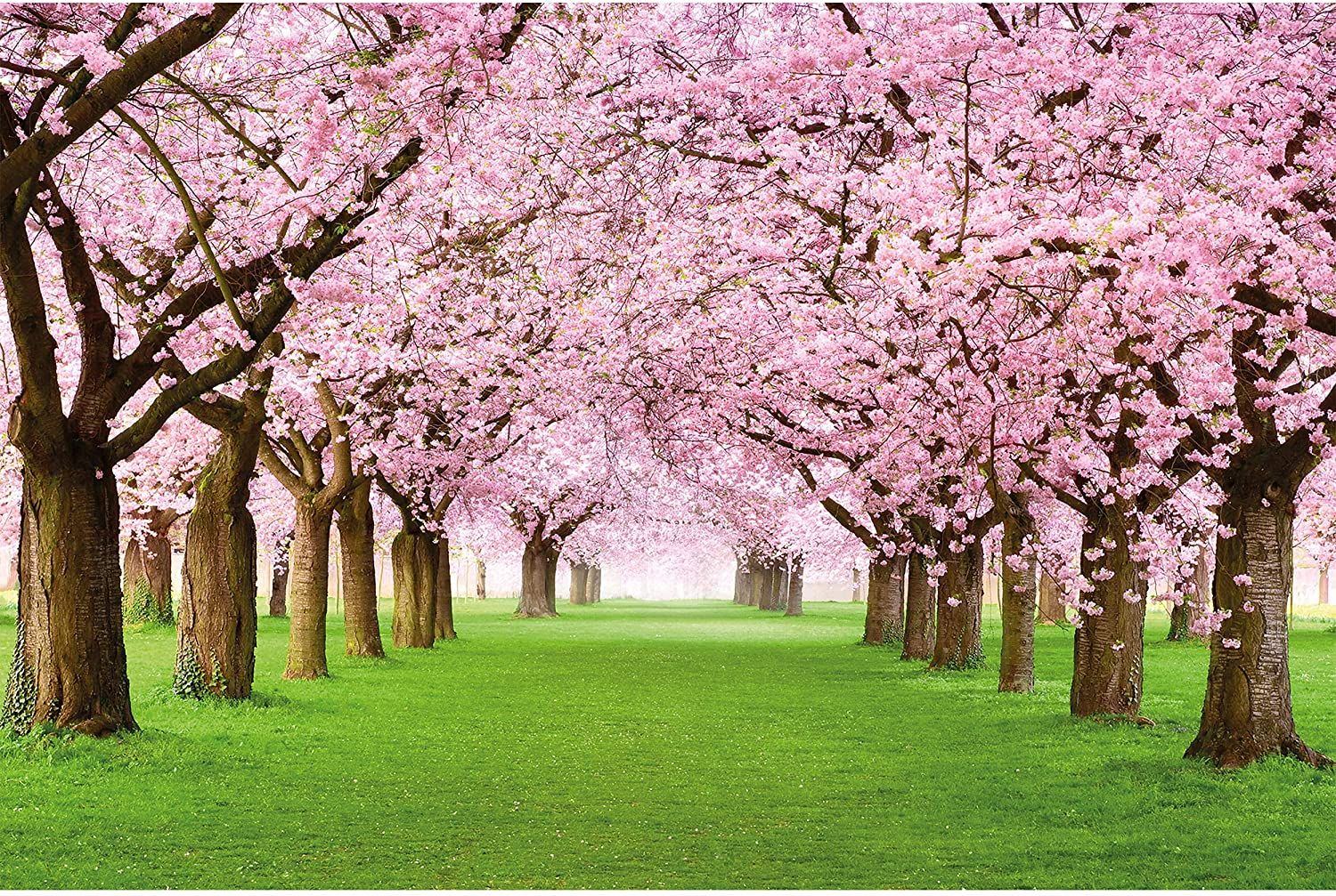 Cherry Blossom Tree .amazon.com