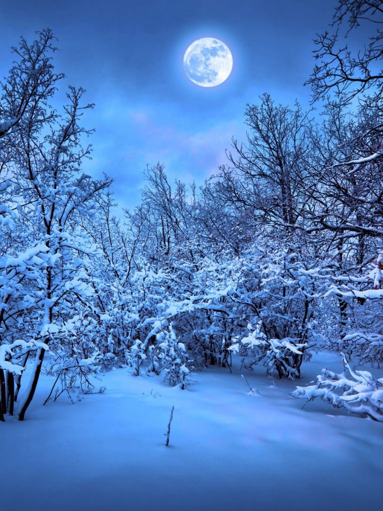 Blue Winter Forest Full Moon iPad mini wallpaper