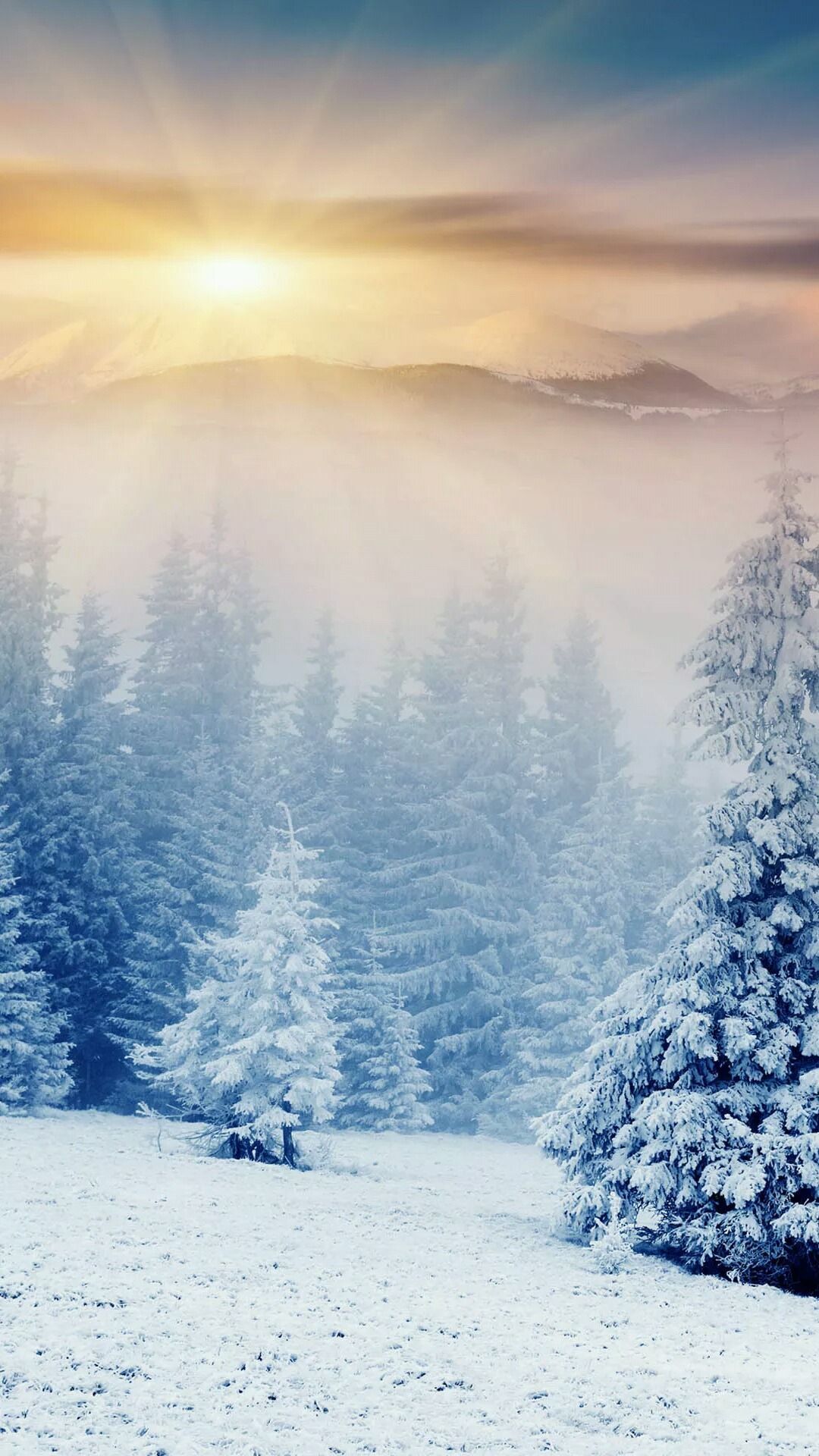 Winter Forest. Winter landscape, Winter background, Winter scenery