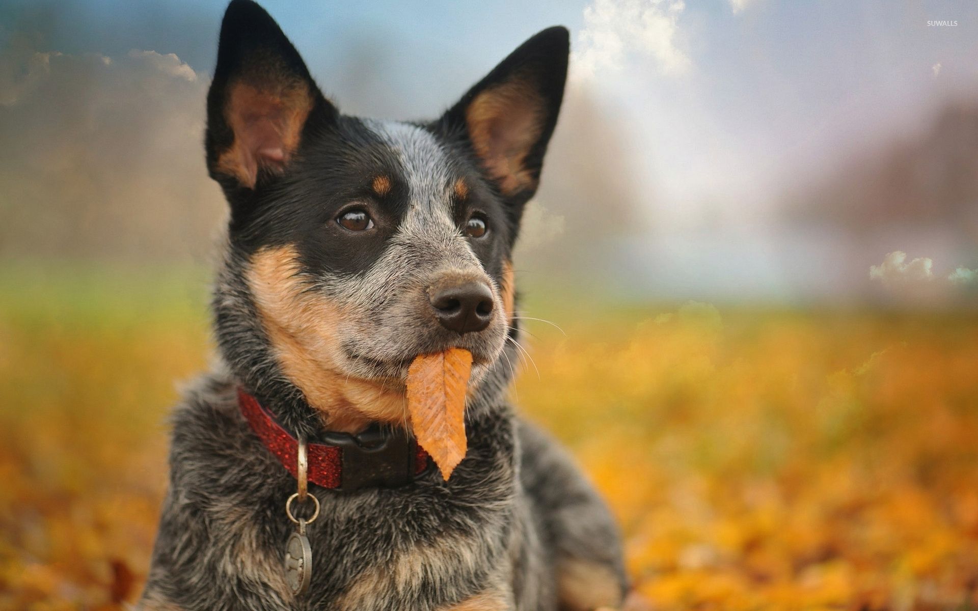 Australian Cattle Dog on orange leaves .com