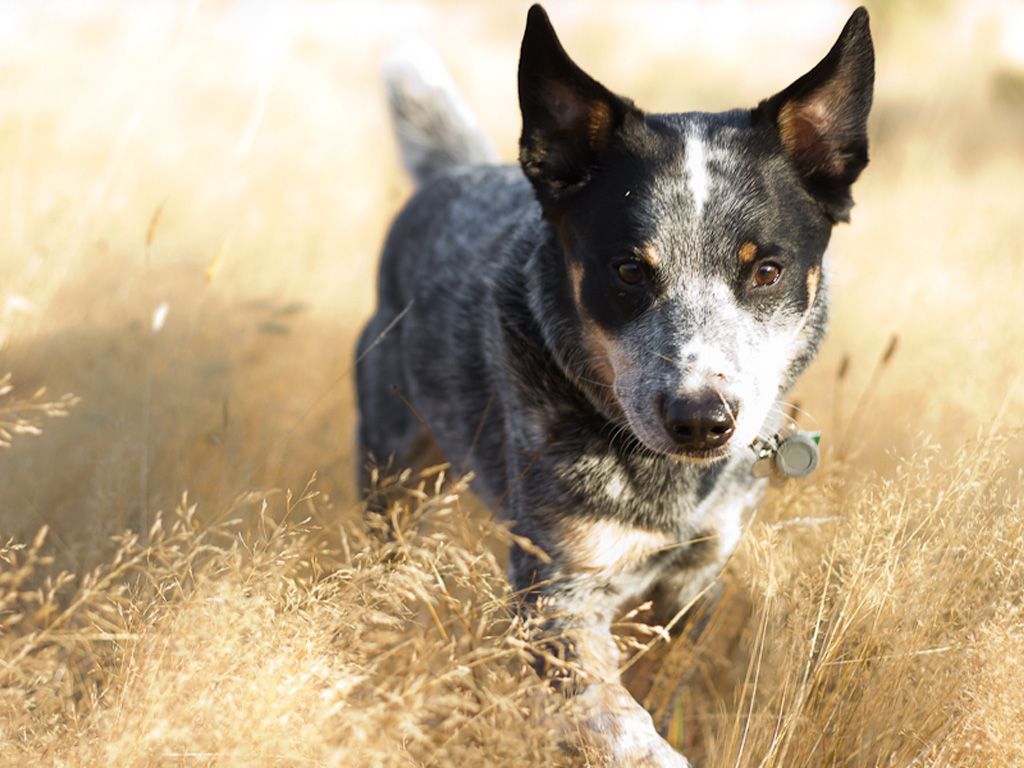 Cute Cattle Dog Wallpaper Free .wallpaperaccess.com