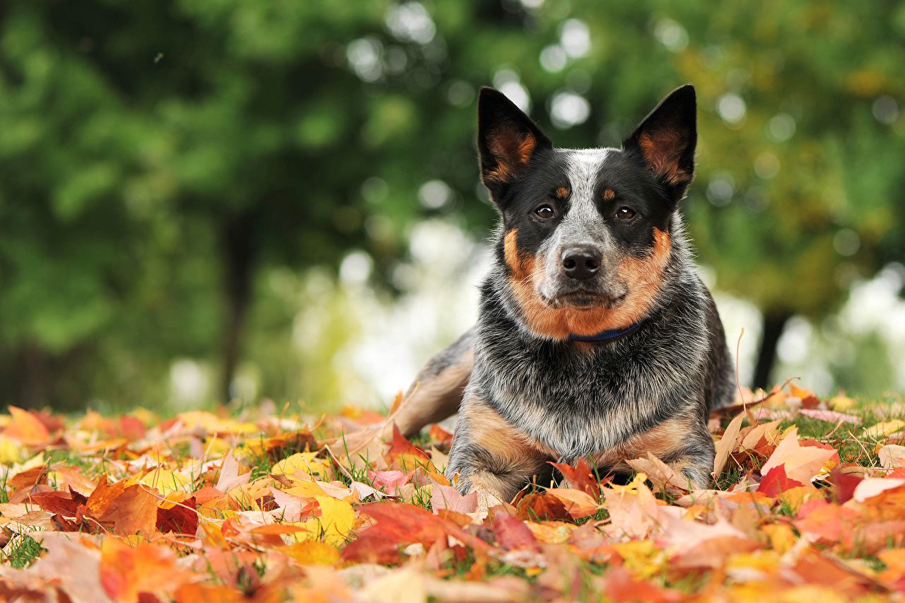 Australian Cattle Dog Wallpapers - Wallpaper Cave