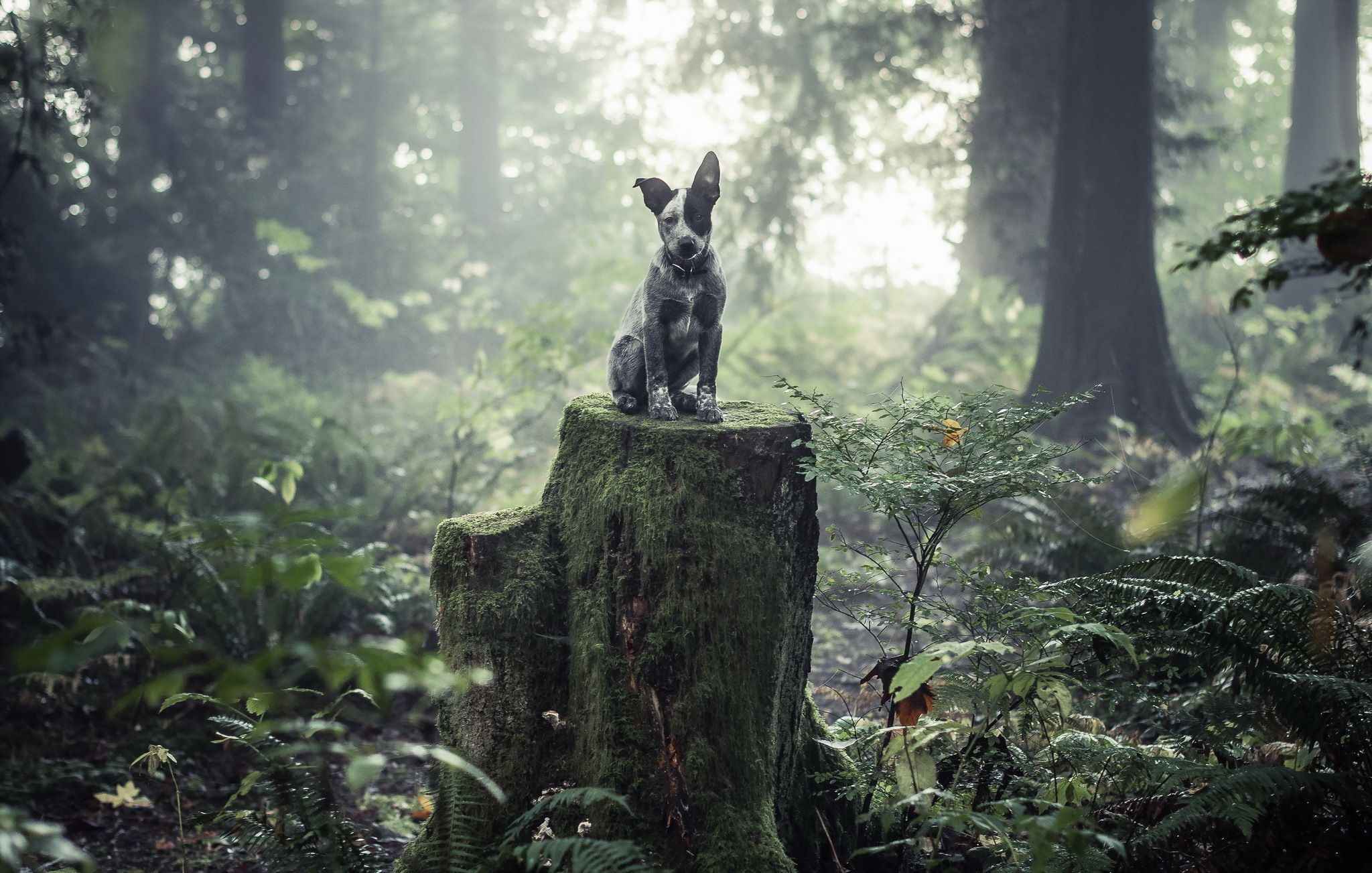 Cute Cattle Dog Wallpaper Free .wallpaperaccess.com