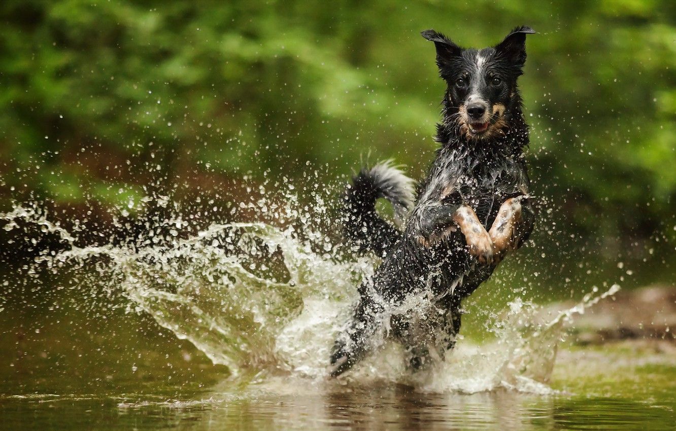 Wallpaper water, squirt, Australian .goodfon.com