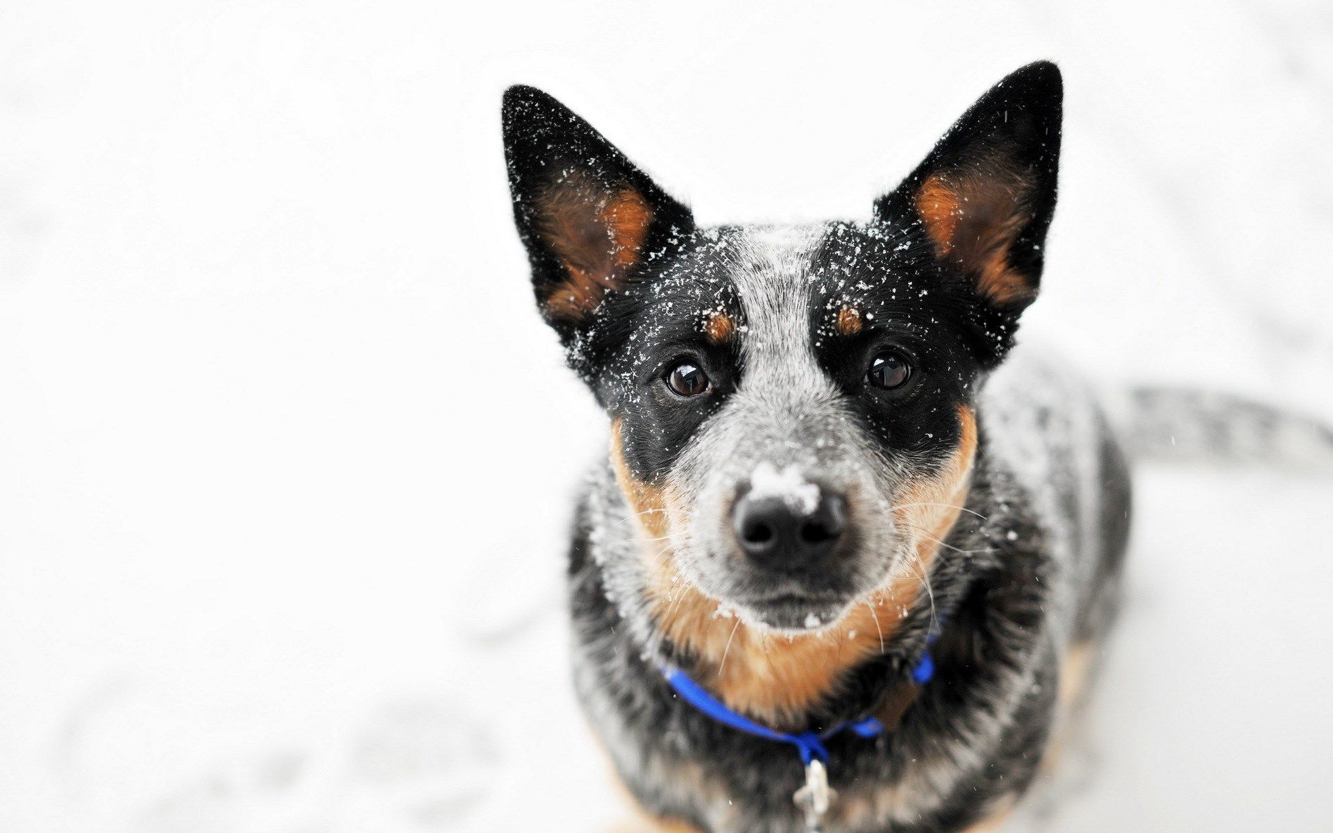 Australian Cattle Dog. Australian .com