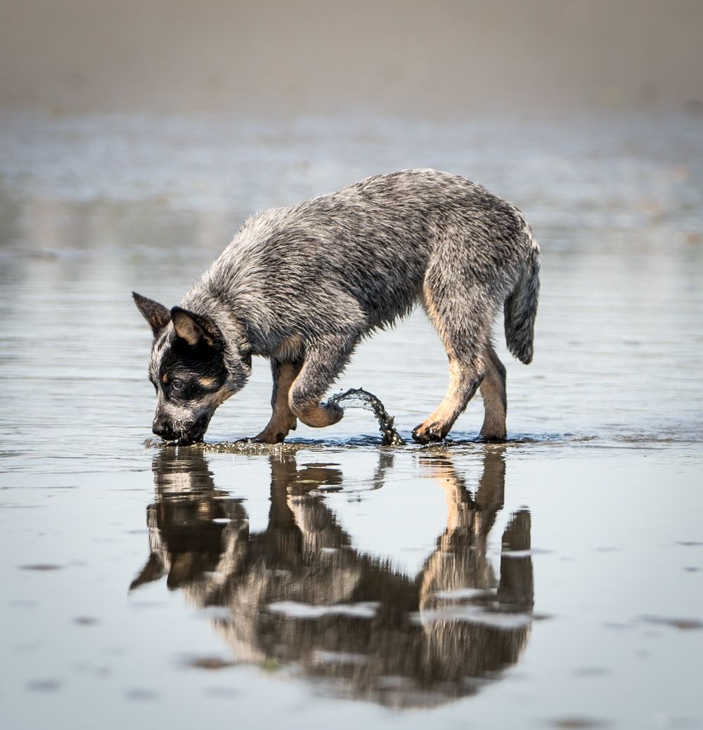 Australian Cattle Dog Picture .com