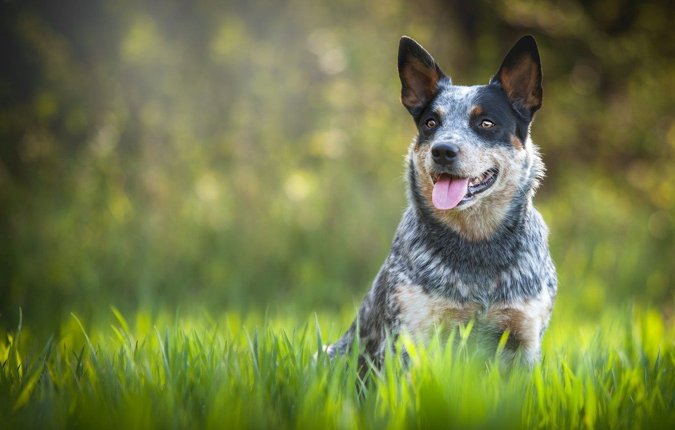 Australian Cattle Dog Wallpapers - Wallpaper Cave