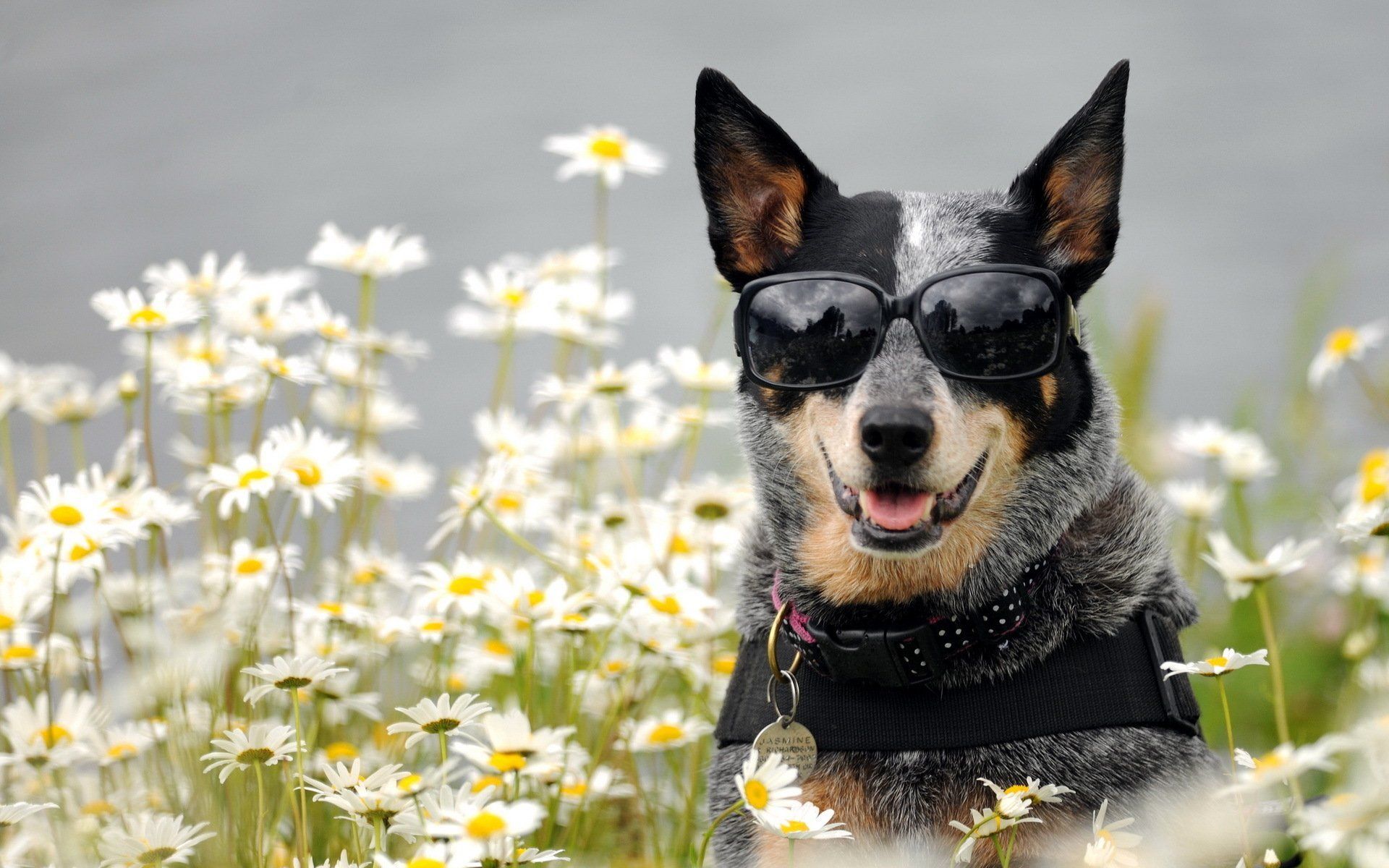 Cute Cattle Dog Wallpaper Free .wallpaperaccess.com