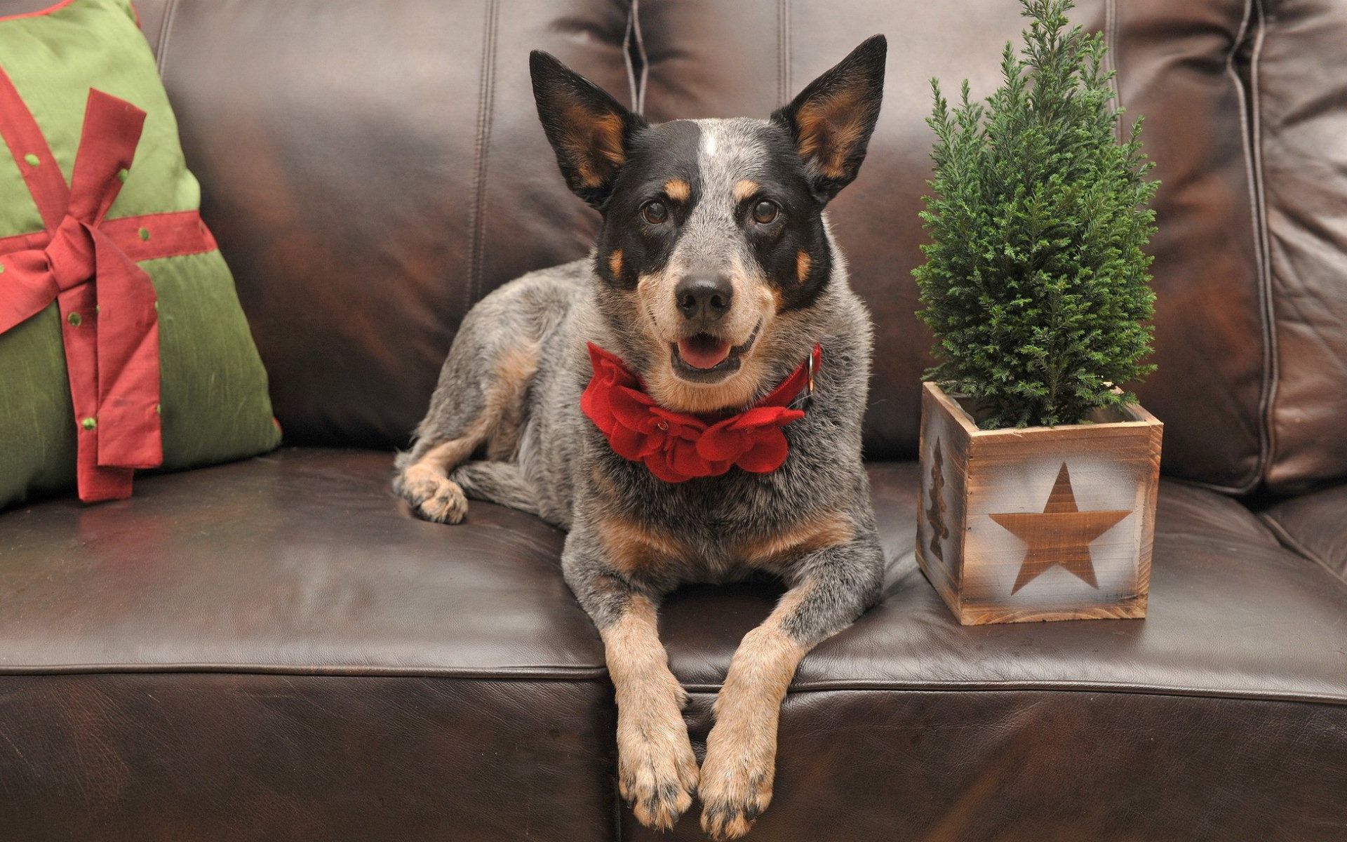 Blue Heeler Wallpaper .line.17qq.com