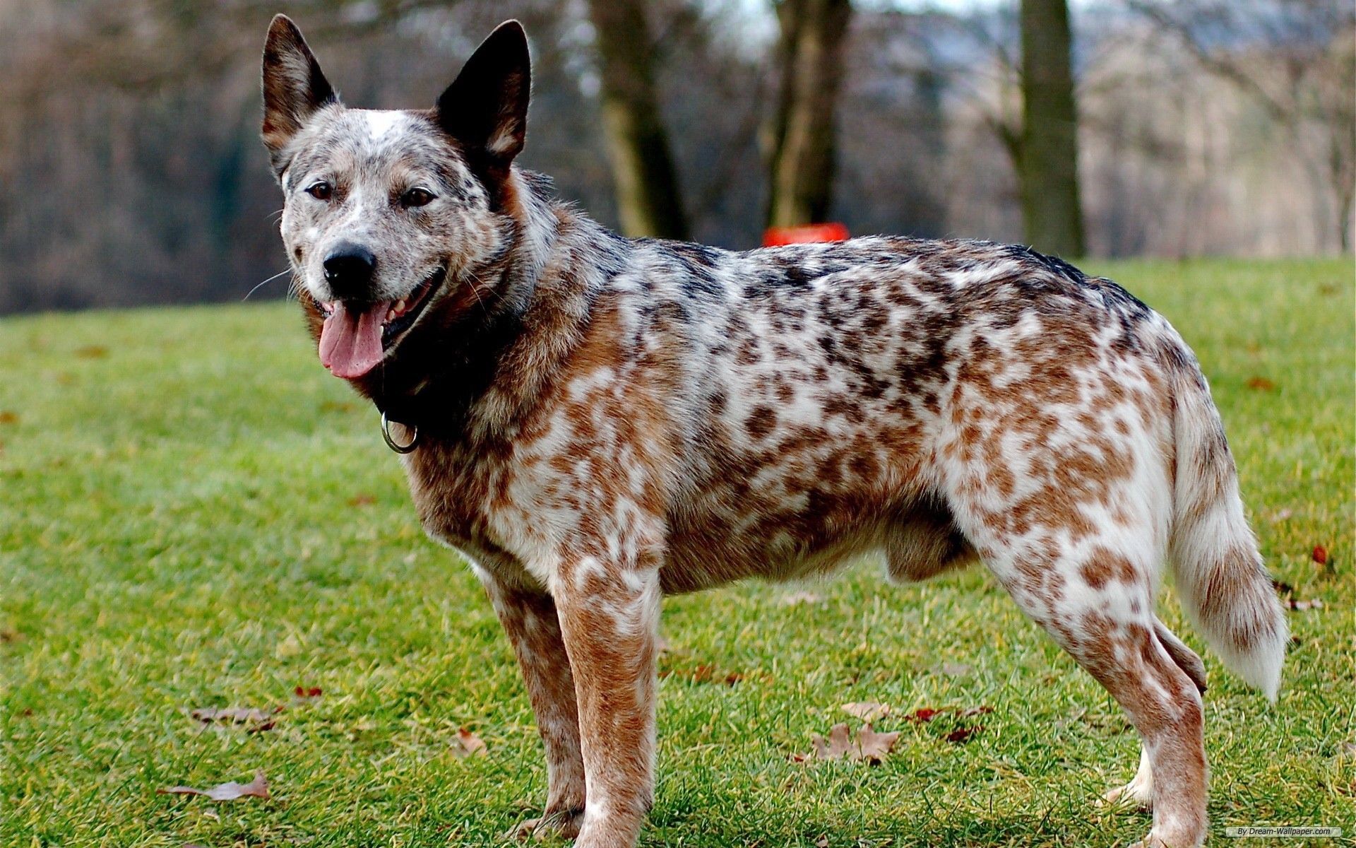 Australian Cattle Dog Wallpaper .dream Wallpaper.com