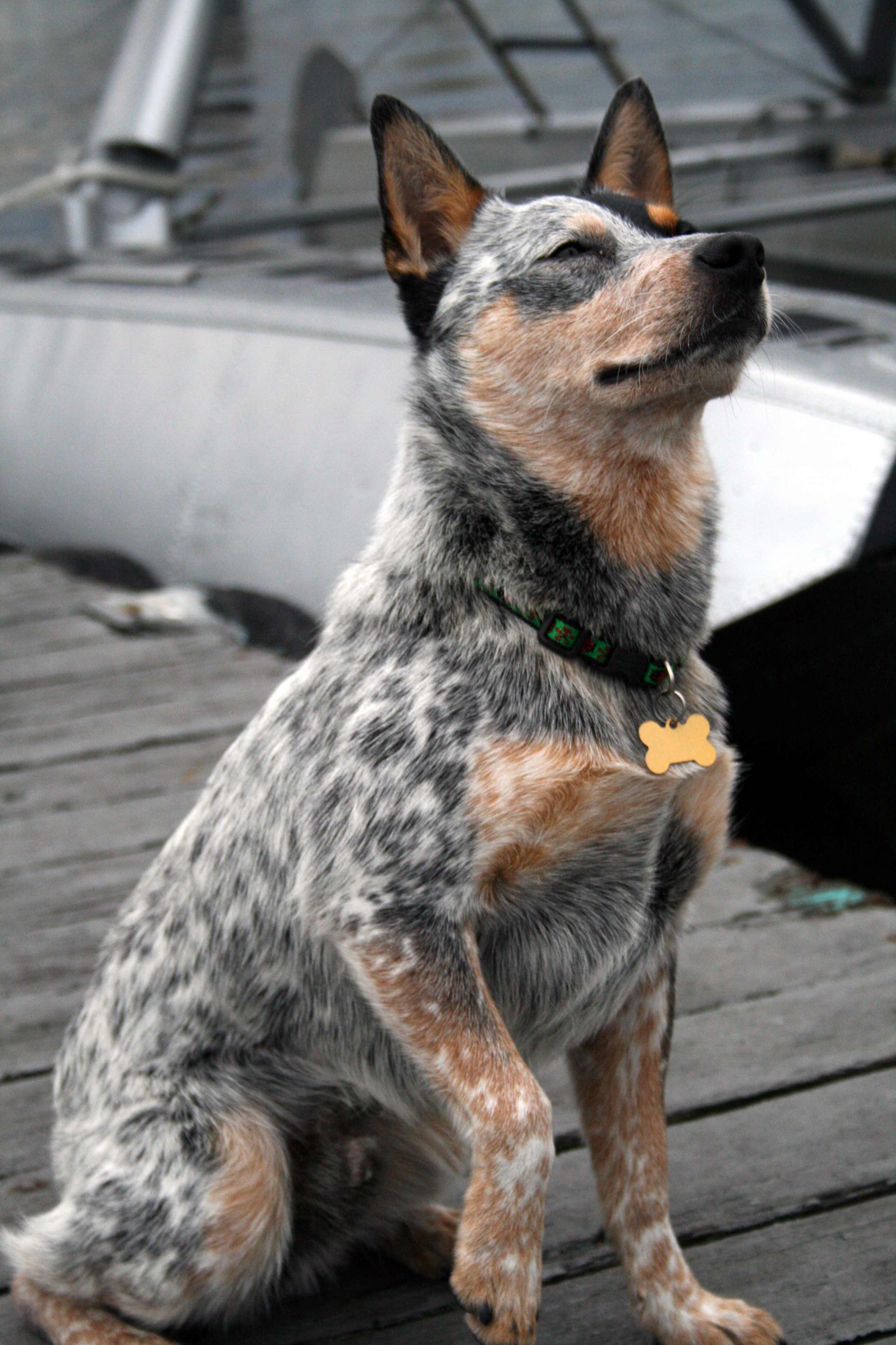 Australian Cattle Dog Breed Picture, Photo, & Image