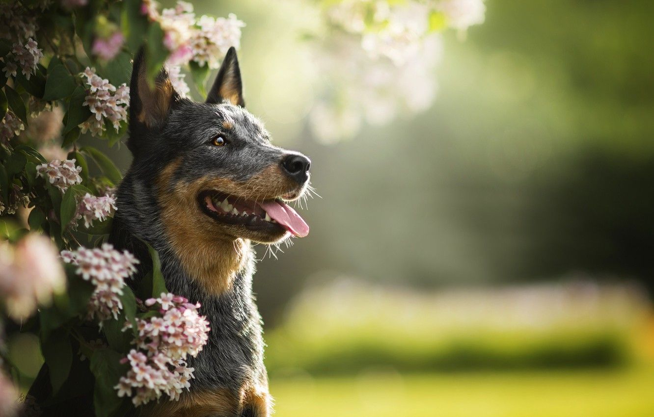Wallpaper greens, dog, flowering, Lucy .goodfon.com