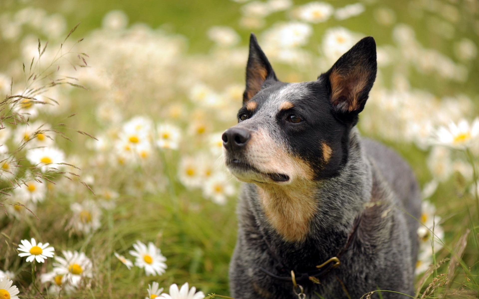 Australian Cattle Dog Wallpaper HD .breedinfo.ru