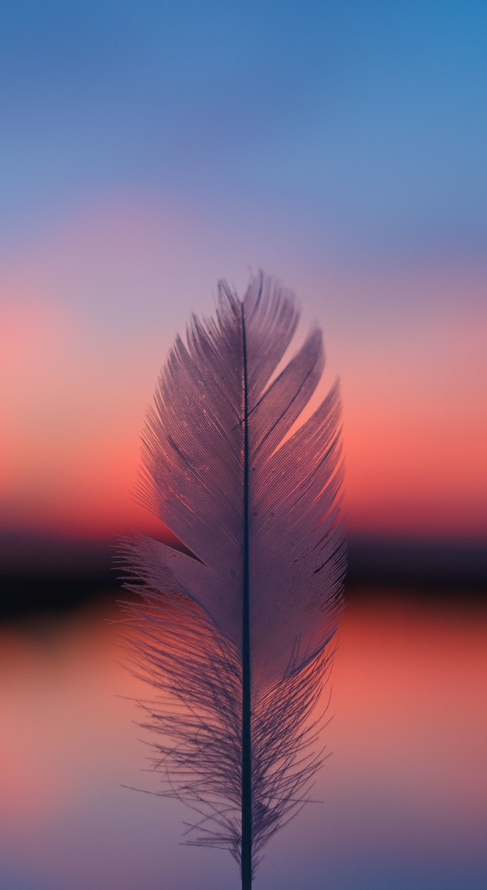 Feather, focus, blur, sunset .com