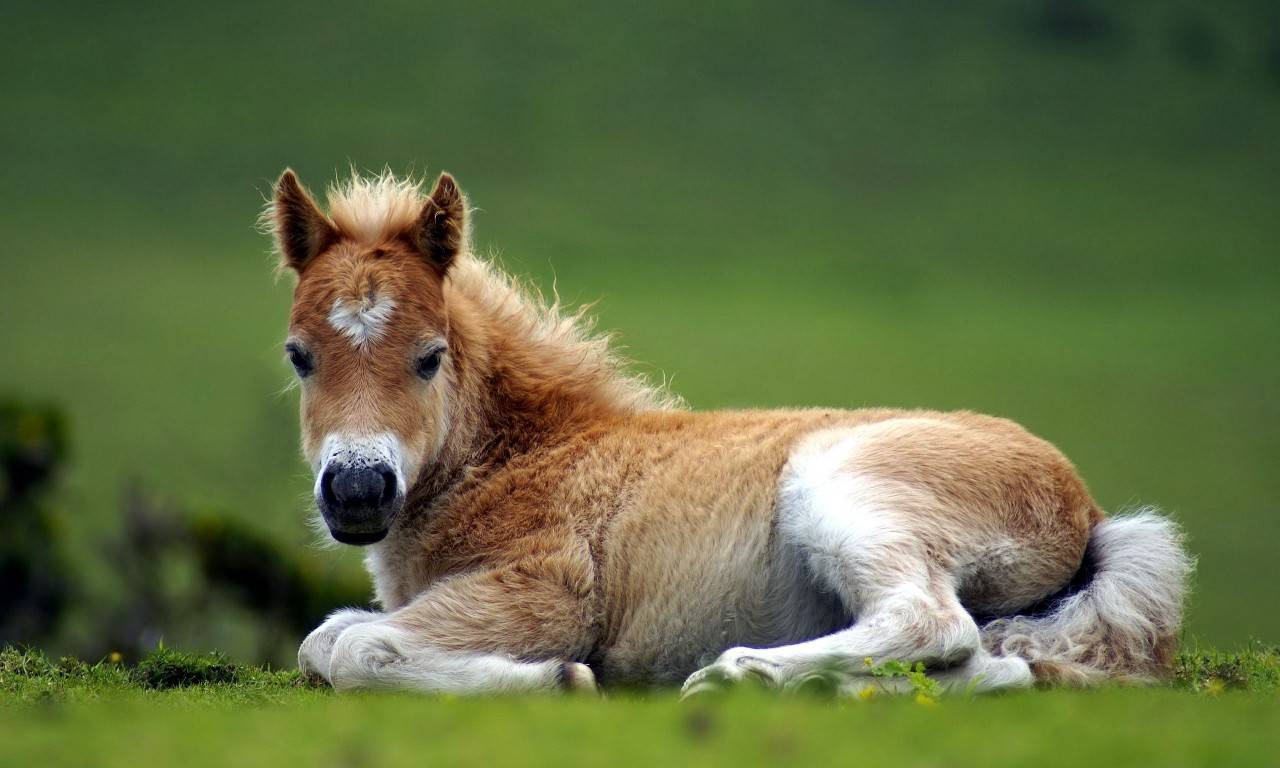 Foul With A Heart Marking Baby Farm .wallpapertip.com