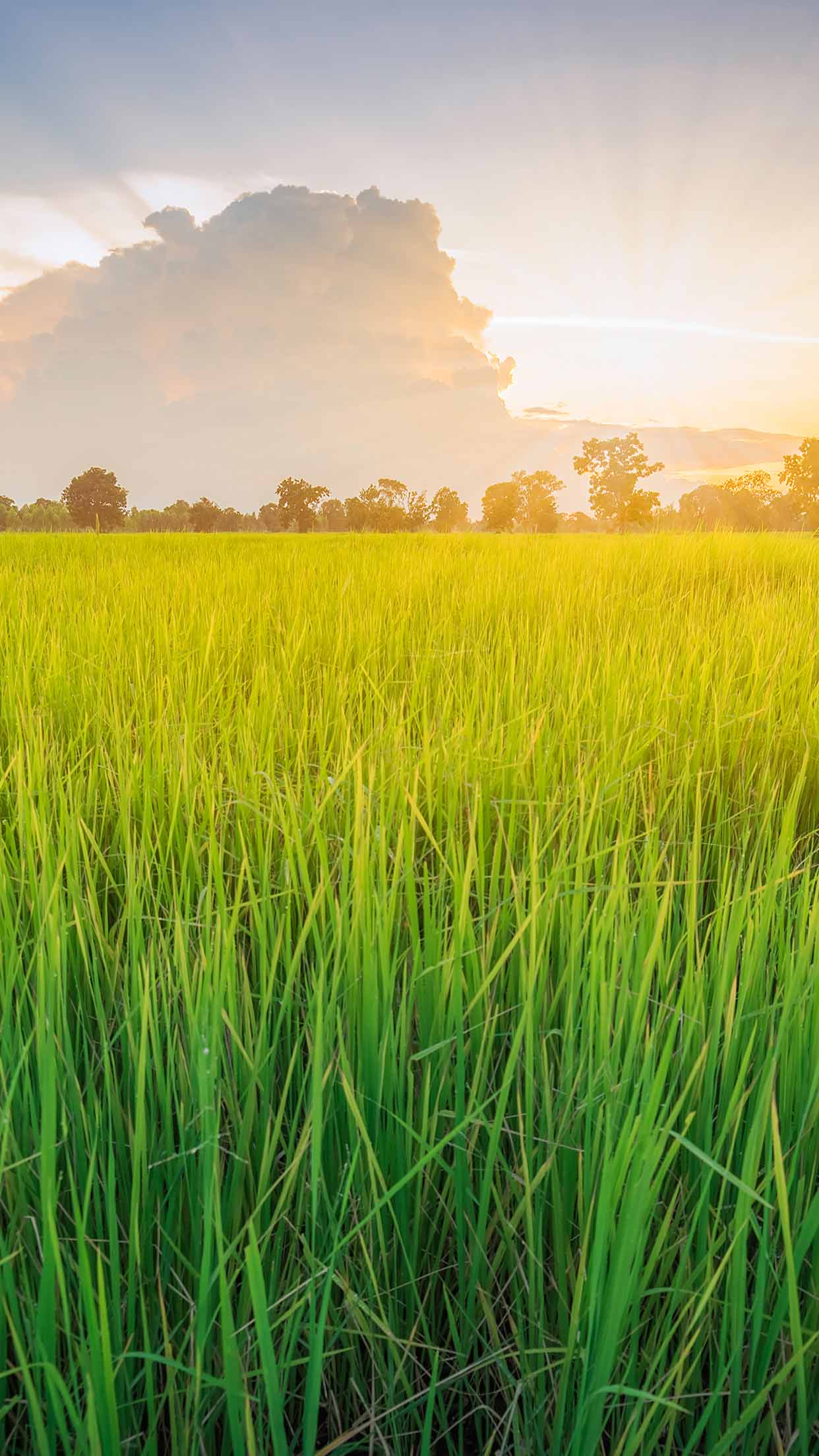 Rice Field Android HD Wallpapers - Wallpaper Cave