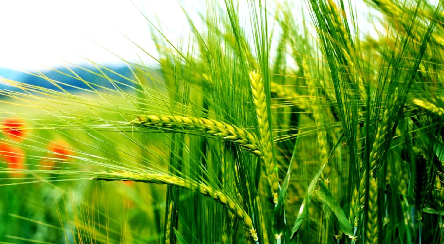 Green Nature Wallpaper HD Picture HD .teahub.io