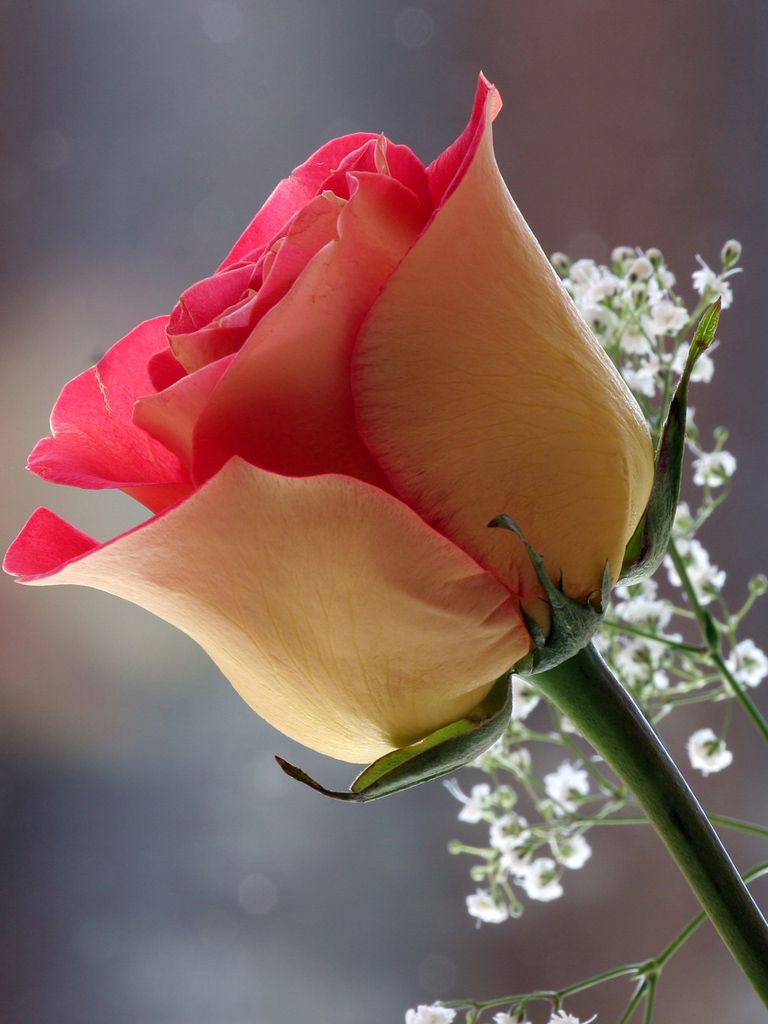 Rose Flower Wallpaper For Mobile .teahub.io