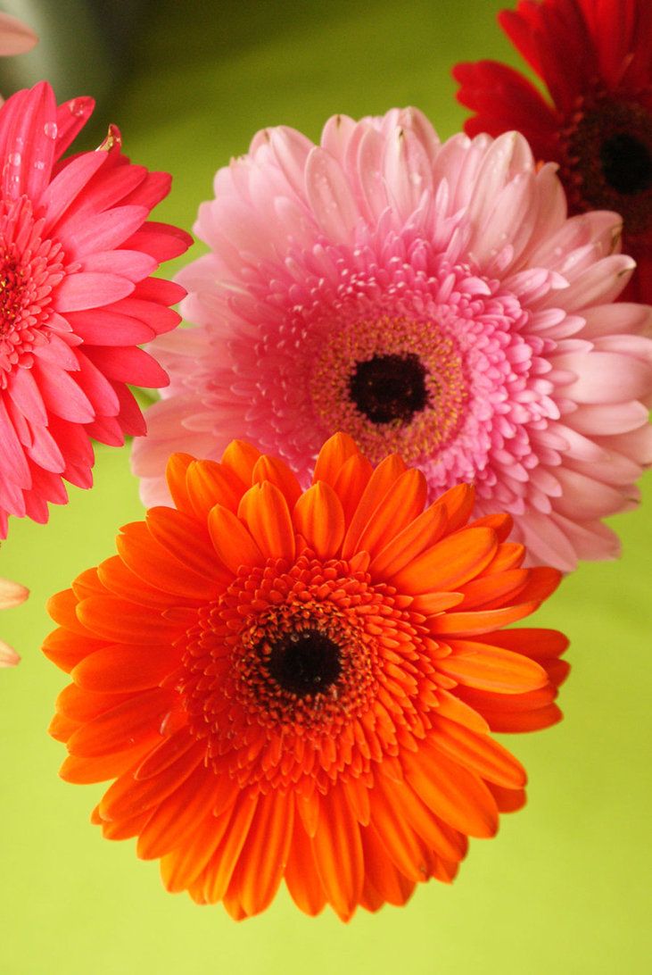 Hd Flower Wallpaper For Mobile posted .cutewallpaper.org