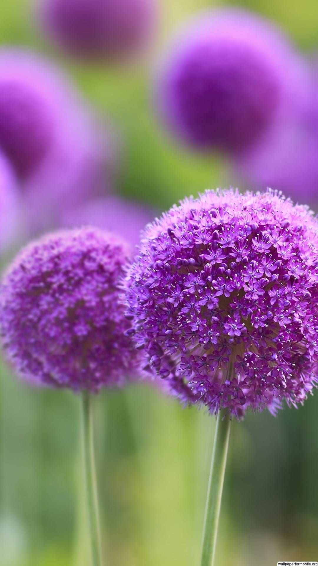 Flower Wallpaper HD Download For Mobile .wallpapertip.com