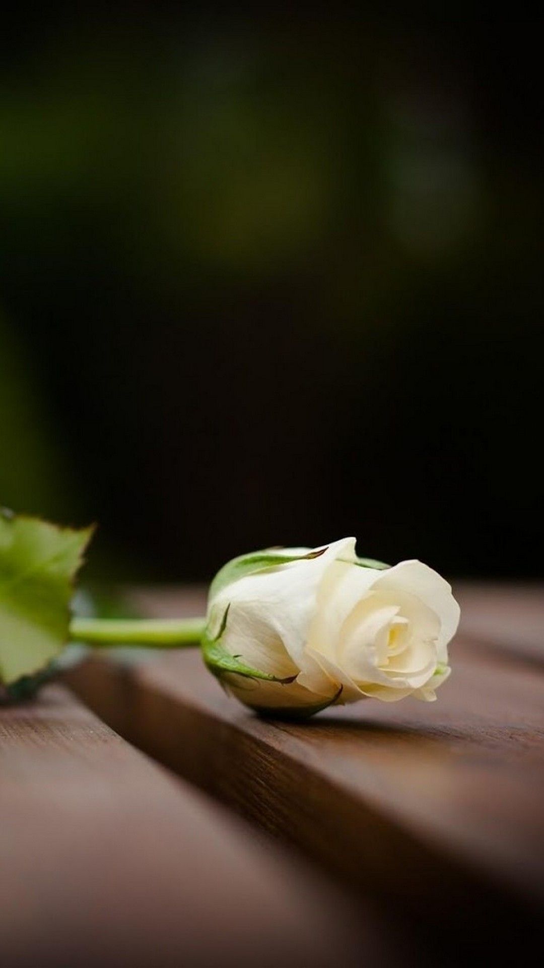 White Flower Mobile Wallpaper HD .teahub.io