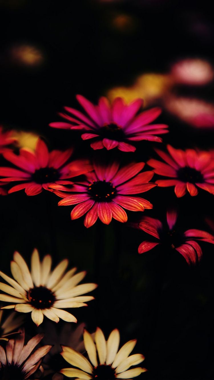 Beautiful Flower Wallpaper HD Download .wallpaperafari.com