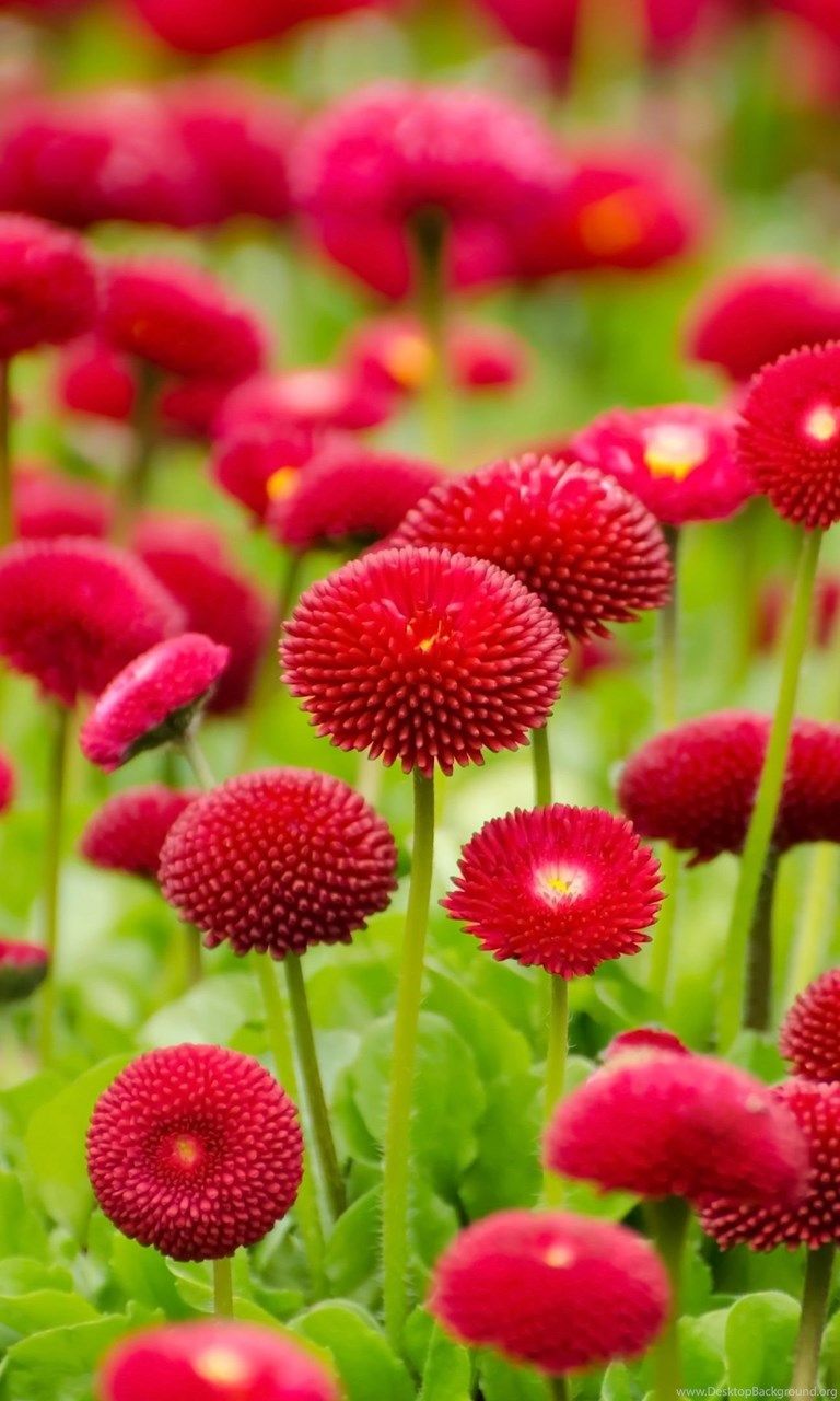 Flowers Wallpaper HD Wallpaper .desktopbackground.org