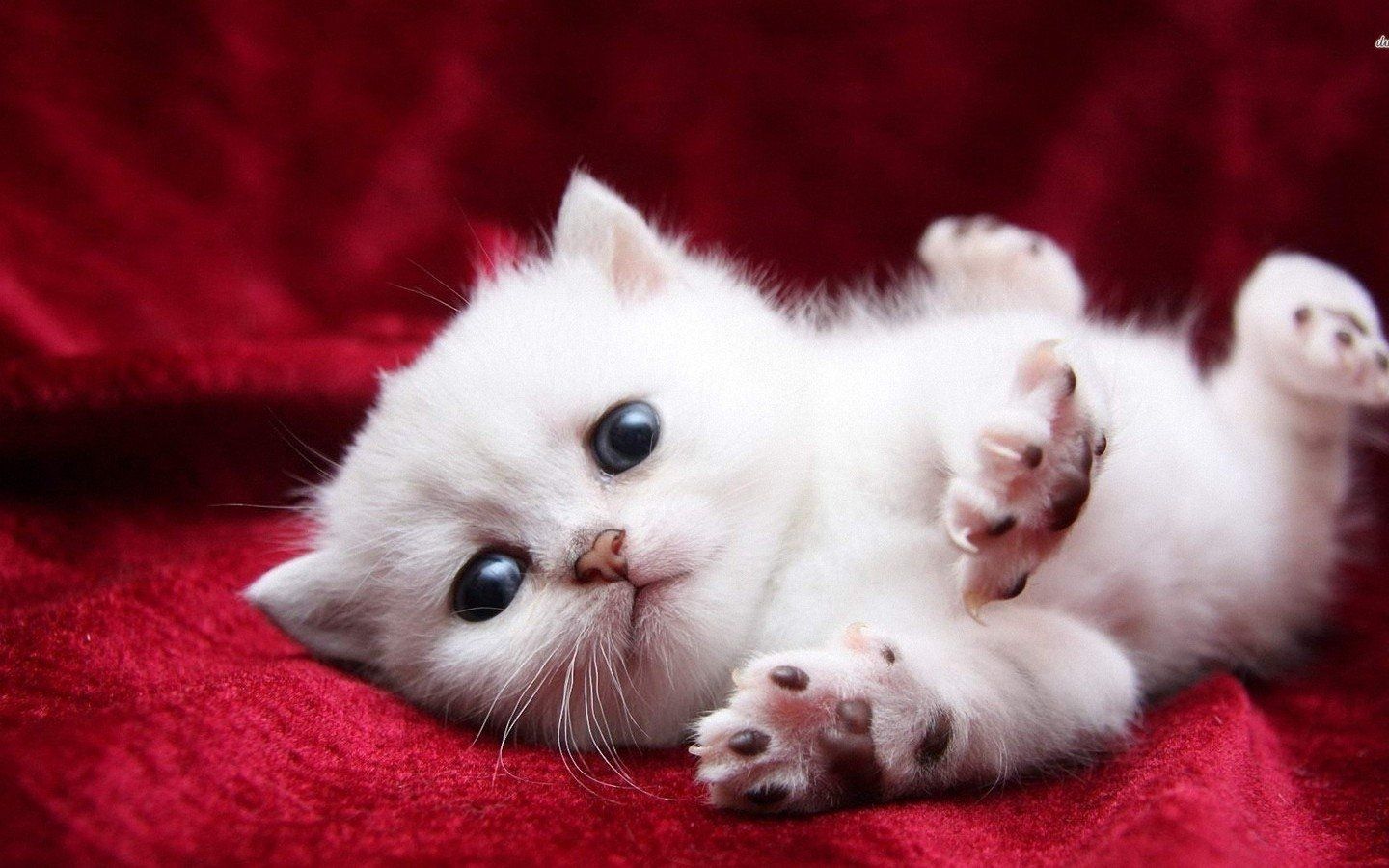 White Cute Baby Cats .itl.cat
