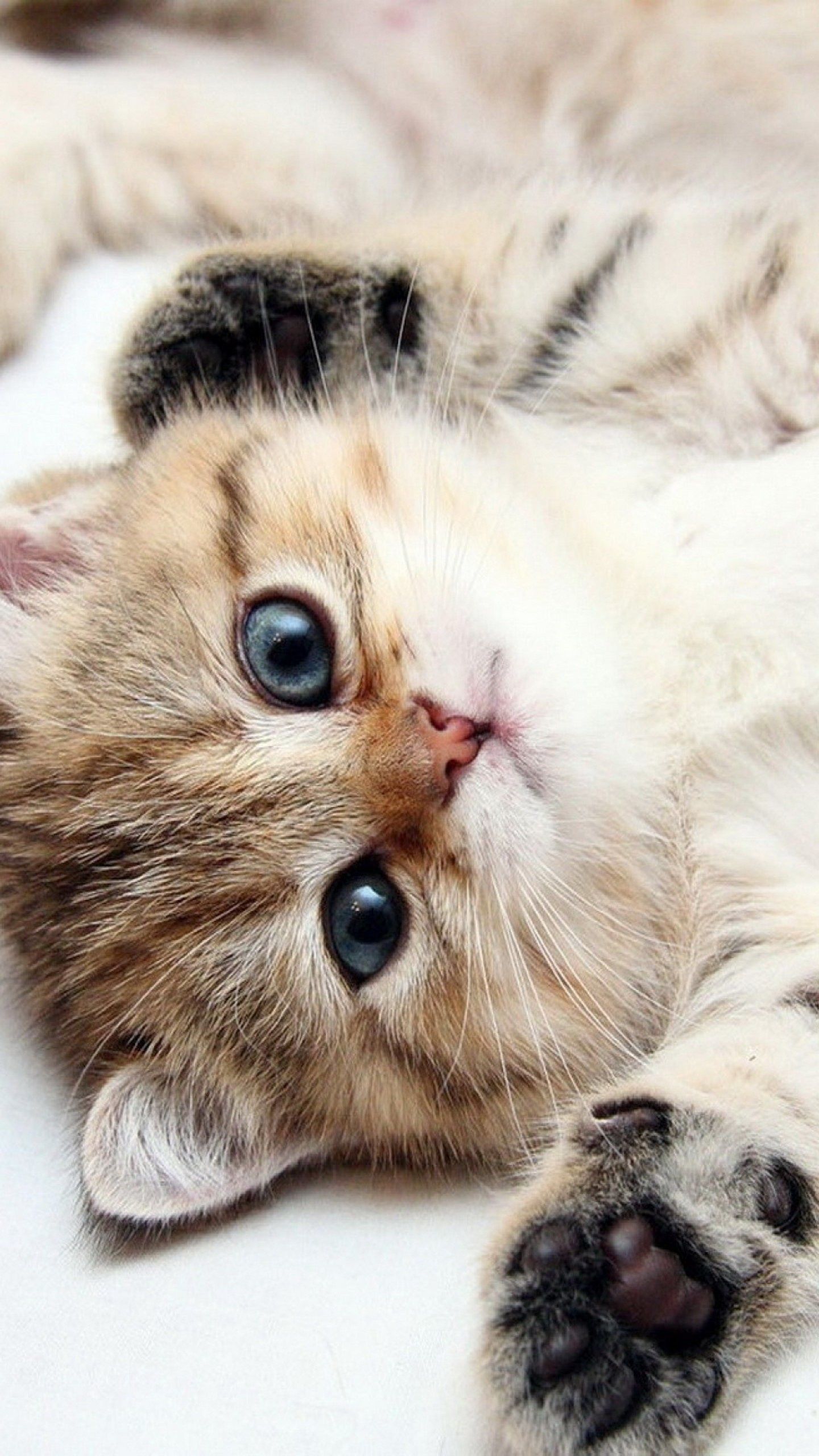 Cute Cats HD Wallpaper for Google .wallpaper.picture