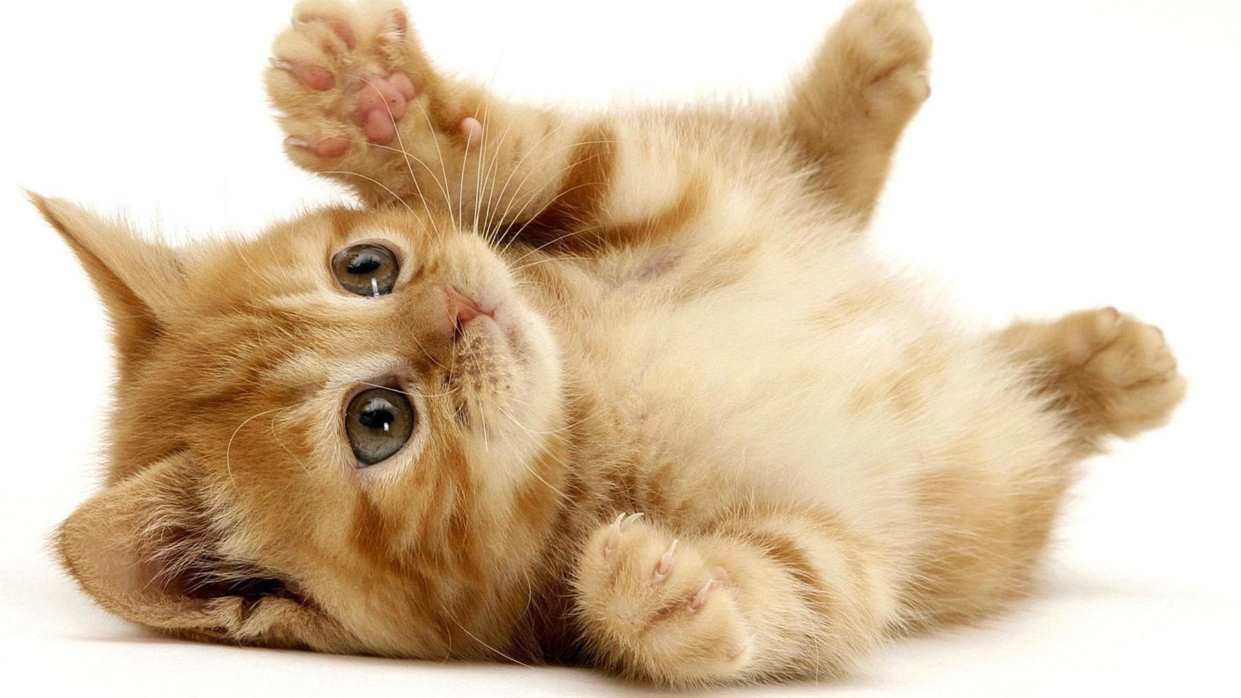 Little, Cute, Cat, Kittens, Widescreen .thewallpaper.co