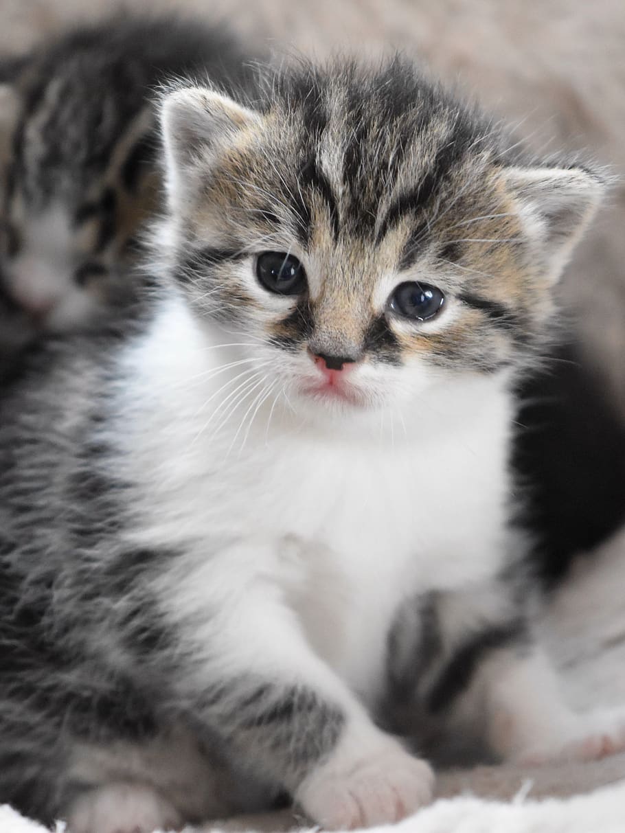 Pet, Domestic Cute Baby Cats .itl.cat