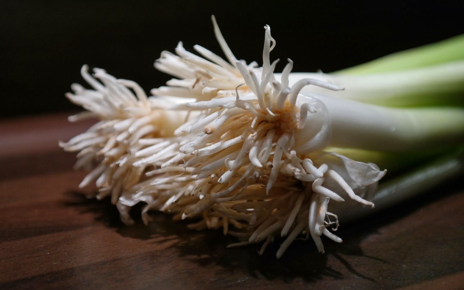 Winter Onion High Quality HD Wallpaper .pure Hd Wallpaper.blogspot.com