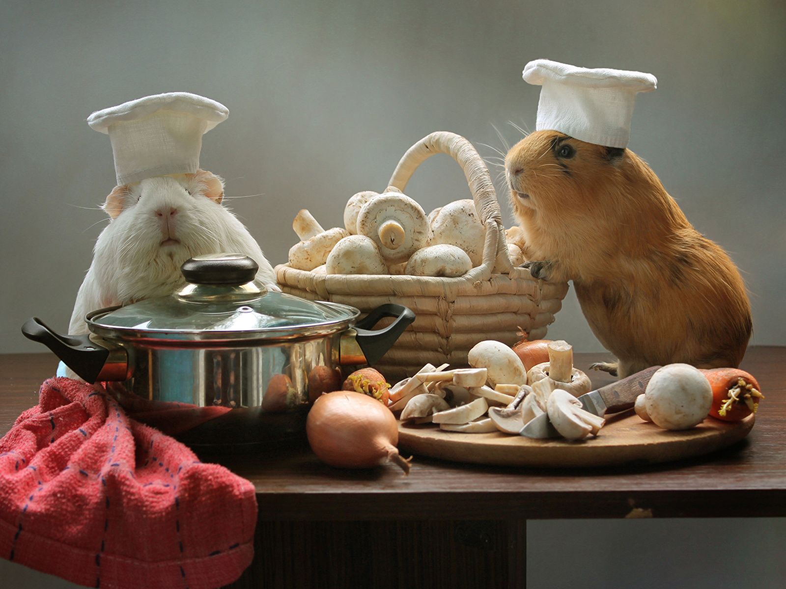 Animals cavy Onion Table Wicker basket .1zoom.me