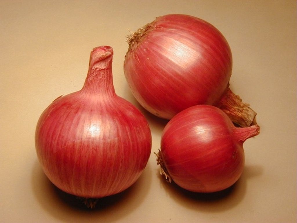 Red Onion .itl.cat