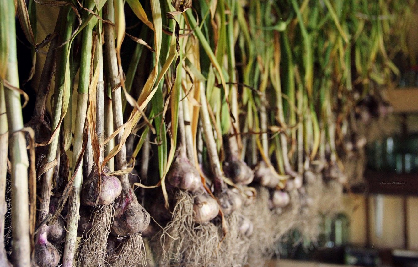 Wallpaper garlic, billet, forgoodfon.com